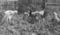 Альбом-эстафета передового опыта внеклассной работы по истории Осиновской школы и села в честь 50-летия Великого Октября