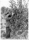 Директор совхоза «Чайковский» П.Е.Рудин просматривает урожай груш. Снимок 2